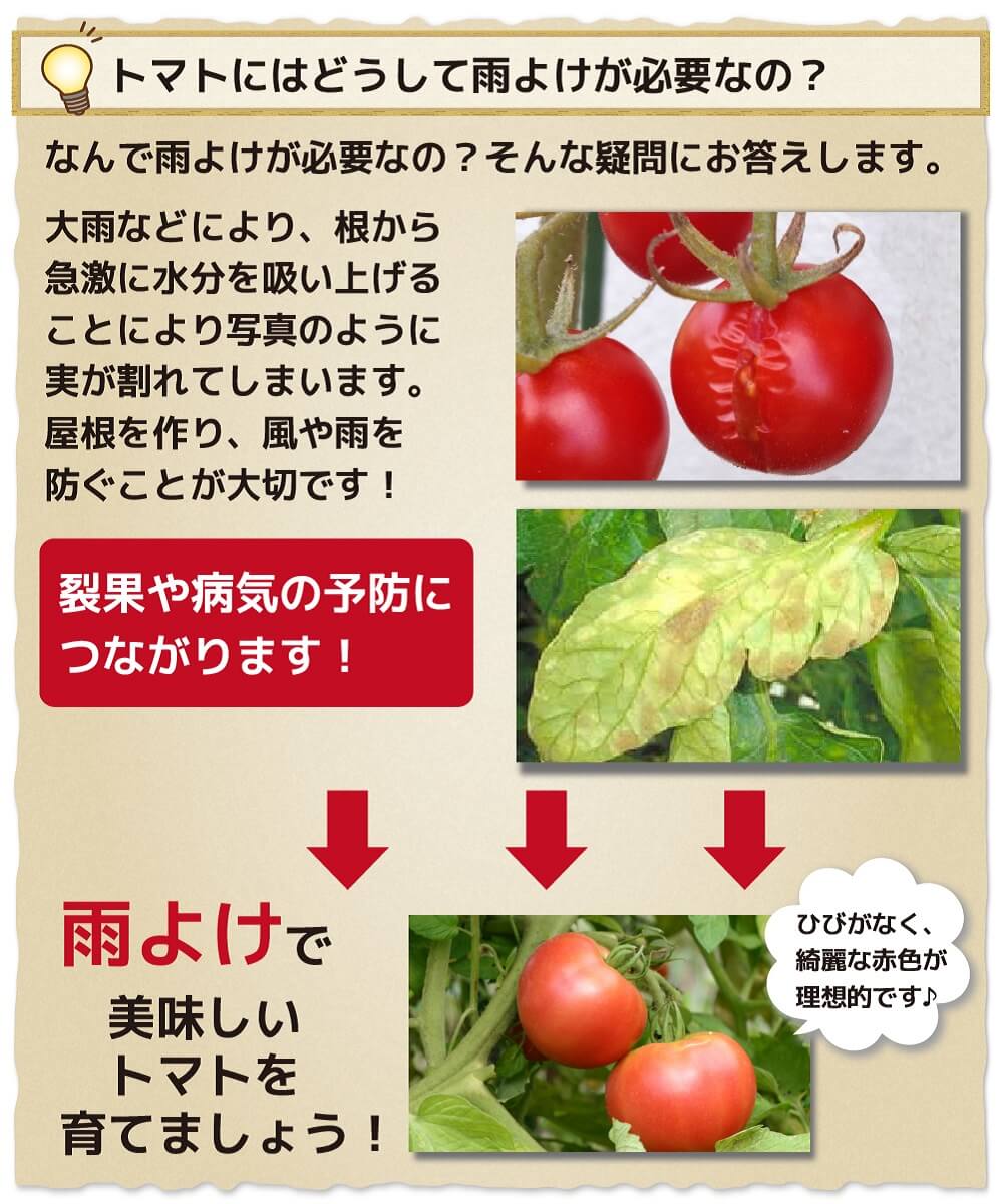 雨除け家庭菜園用雨よけセットトマトの雨よけに