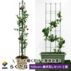 daim らくだな 高さ150cm【トマト トマト栽培 棚 野菜棚 キュウリ ゴーヤ つる性植物 きゅうり棚 ネット 園芸 支柱 ジョイント 竹 ガーデニング 用品 家庭菜園】