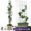 daim らくだな 高さ150cm【トマト トマト栽培 棚 野菜棚 キュウリ ゴーヤ つる性植物 きゅうり棚 ネット 園芸 支柱 ジョイント 竹 ガーデニング 用品 家庭菜園】