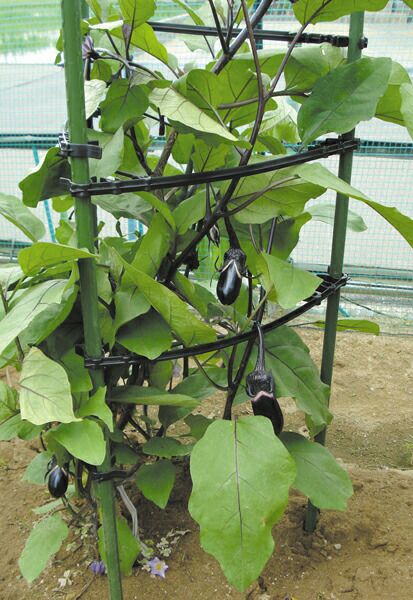 サポートアーム10Pφ8mm【園芸支柱ガーデニング家庭菜園用品アーム補助用具】