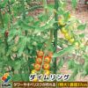 ダイムリング特大サイズ【菜園園芸支柱ガーデニングガーデニング用品家庭菜園】【10P01Sep13】【RCP】