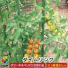 ダイムリング大サイズ【菜園園芸支柱ガーデニングガーデニング用品家庭菜園】【10P01Sep13】【RCP】