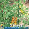 ダイムリング中サイズ【菜園園芸支柱ガーデニングガーデニング用品家庭菜園】【10P01Sep13】【RCP】