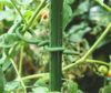 やわらかバンドφ4.8mm×3m【家庭菜園園芸支柱誘引トマト野菜かんたん】