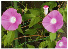 園芸ネット1.8m×2.7m