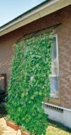 緑のカーテン★180cm幅アーチ形伸縮立掛けタイプ