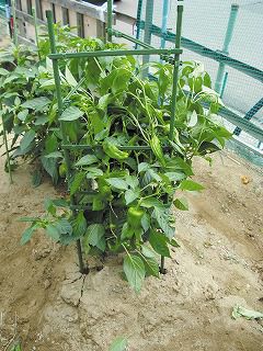 サポート支柱８ミリ×９０センチ