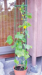 ネット付サポート支柱１１ミリ×１２０センチ