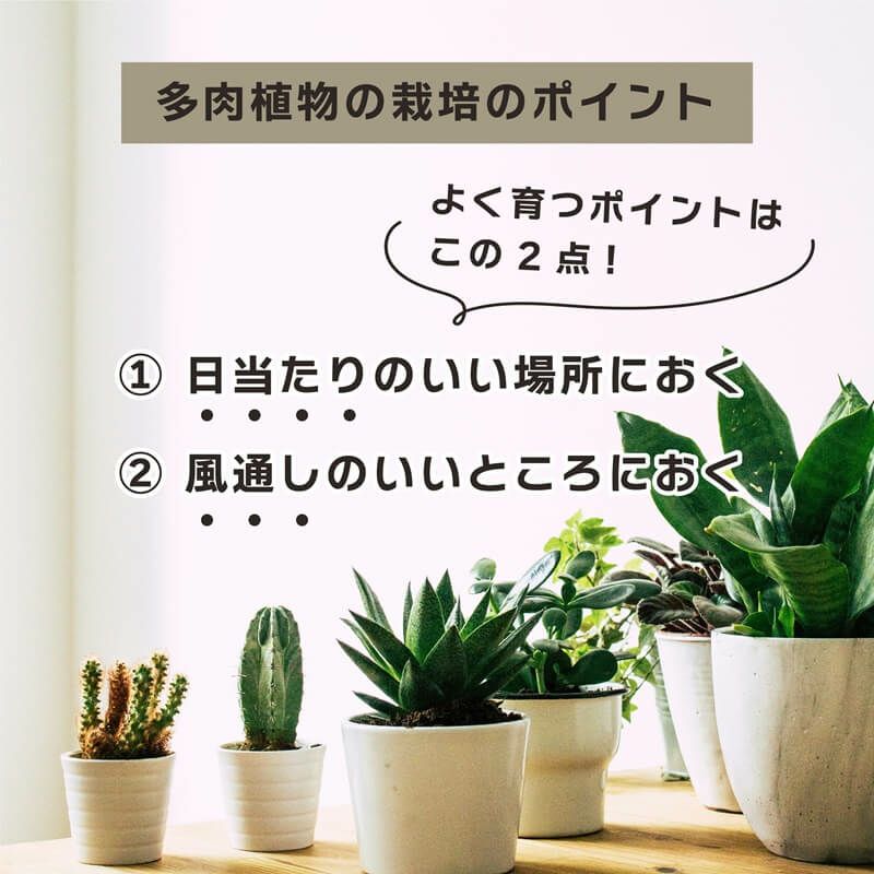 daim 多肉マンション 幅35cm×奥行き27cm×高さ28cm 全3色 オフホワイト アイスグレー ブラック