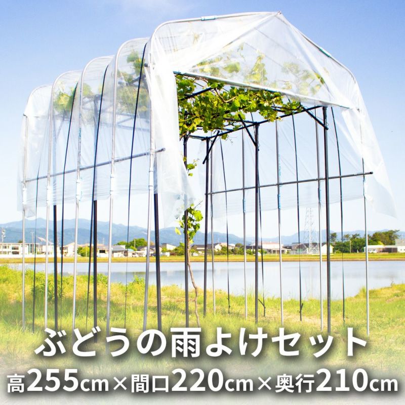 daim ぶどうの雨よけセット くだもの棚 ぶどう 雨除け 葡萄 ブドウ バーゴラ ガーデンアーチ